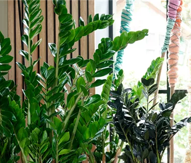 Den Dschungel ins Wohnzimmer holen