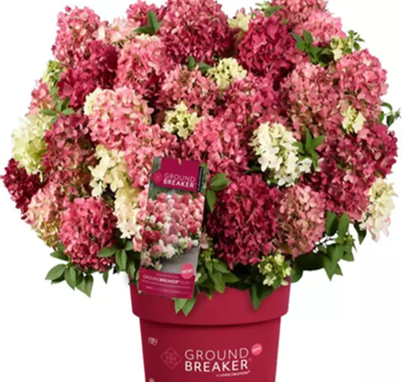 Bodendecker Rispenhortensie 'Groundbreaker' - 19,99 €