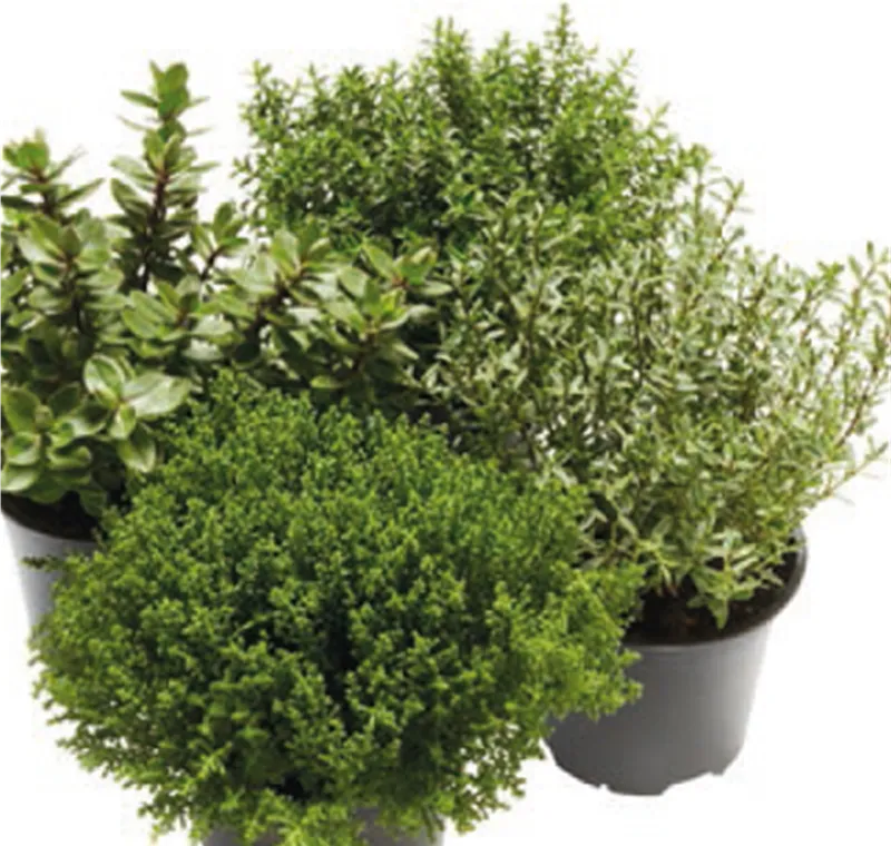 Strauchveronika - 1,49 €