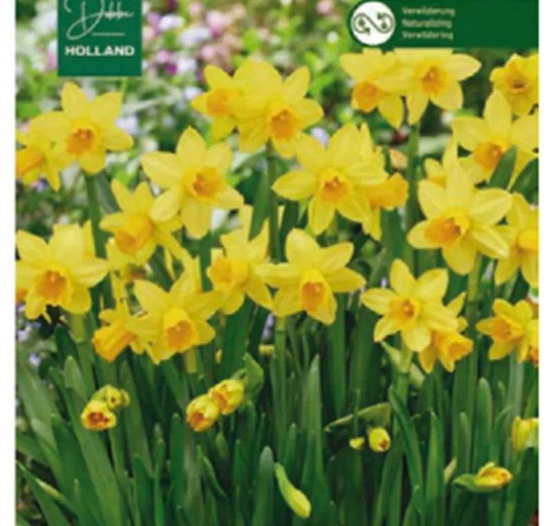 Narzissen 'Tete a Tete' - 2,99 €