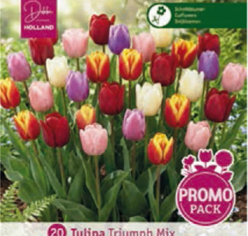 Triumph-Tulpen - 7,49 €