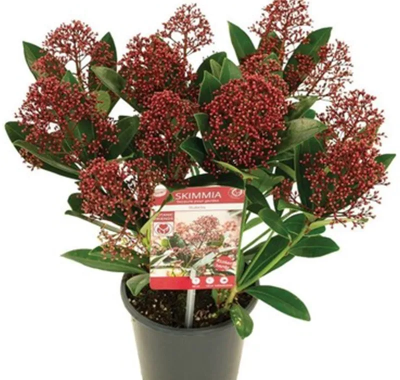 Japanische Blütenskimmie - 4,99 €