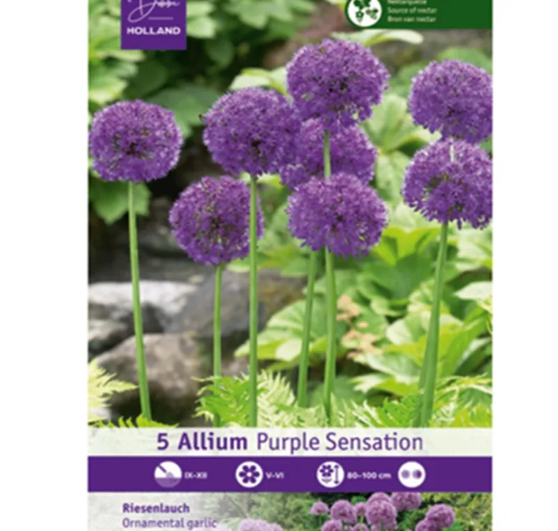 Zierlauch Allium - 2,49 €