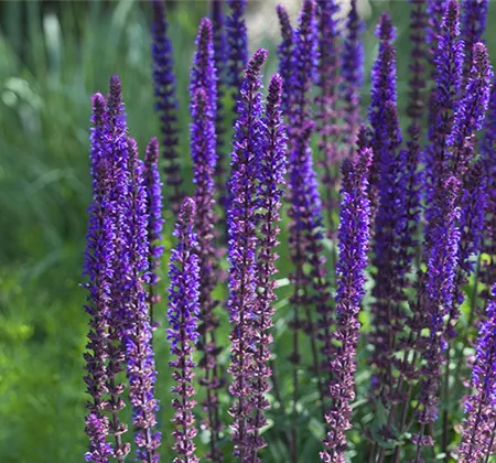  Insektenfreundlicher Ziergarten 