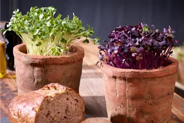 Erste Gemüse-Aussaat