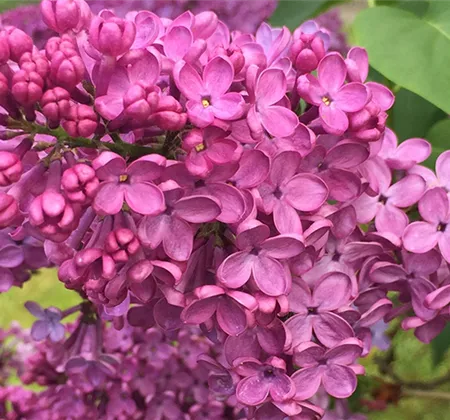 Solitärgehölze für Balkon und Terrasse