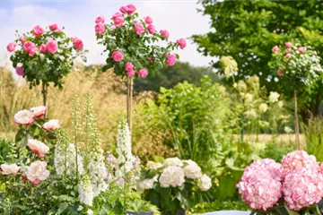Rosen und Sommerstauden