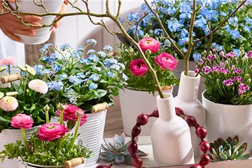 Holi-Festival im Garten