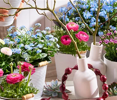 Holi-Festival im Garten